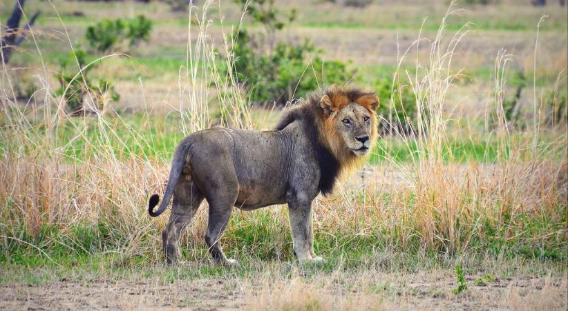 A male lion in the grass