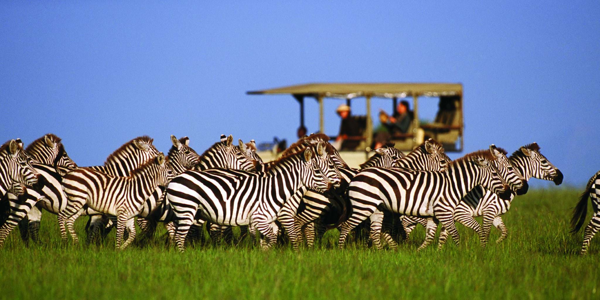 Guests on game drive beside a zebra herd