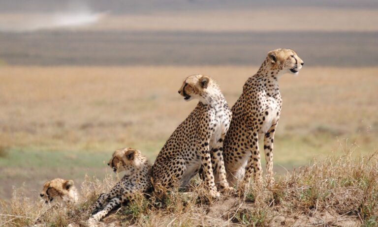 Serengeti-National-Park