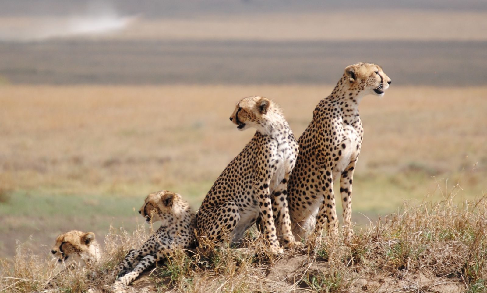 Serengeti-National-Park