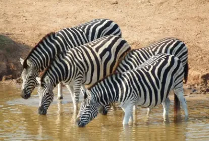 4 days budget safari