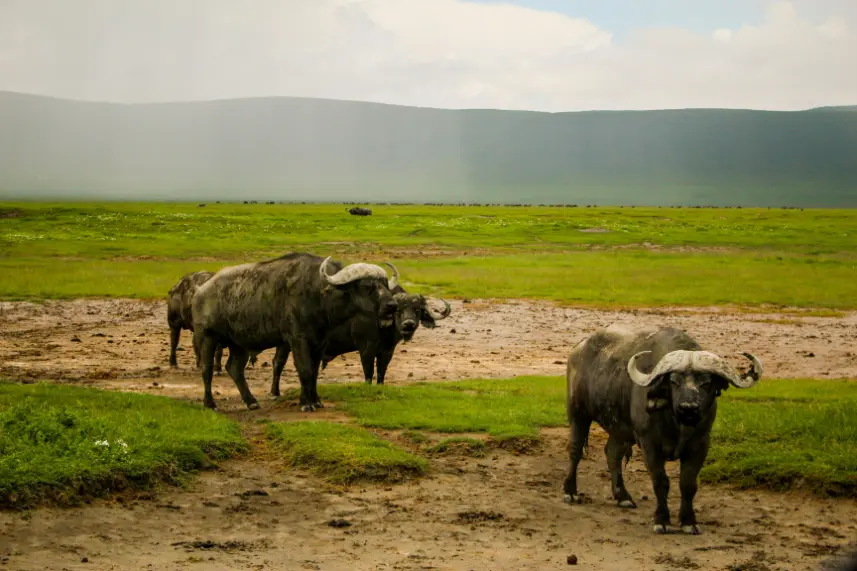 ngorongoro crater