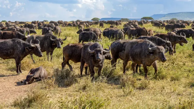serengeti national park