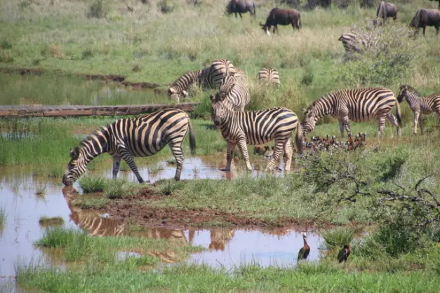 serengeti