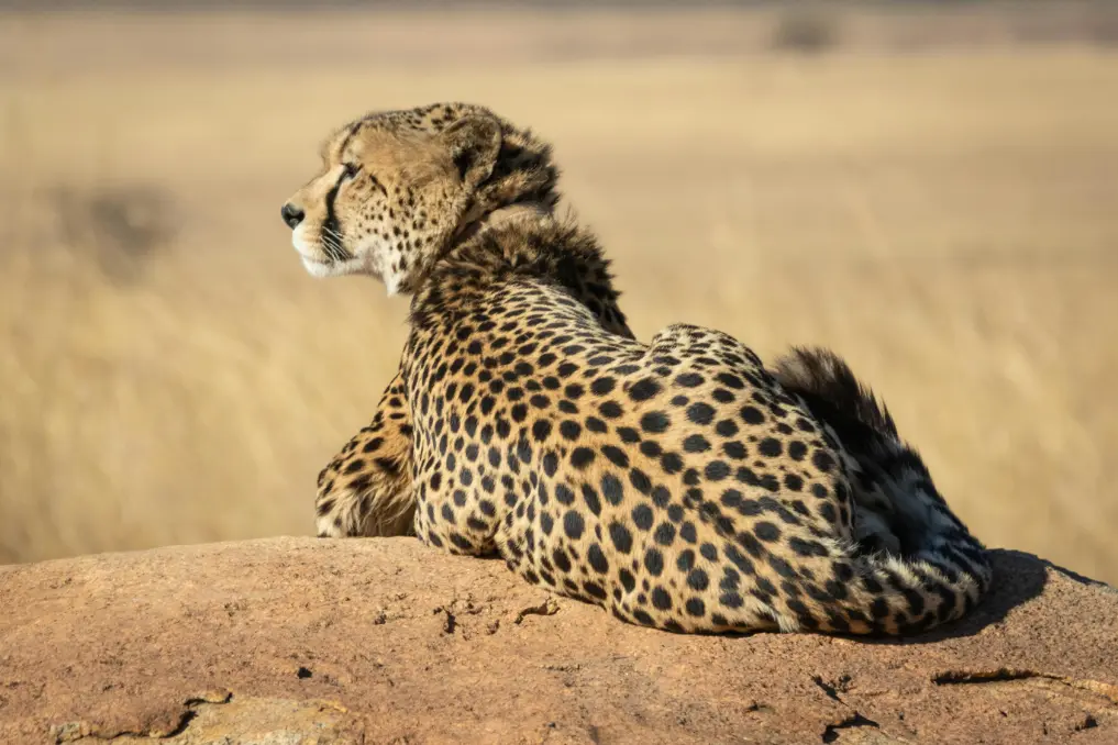 serengeti