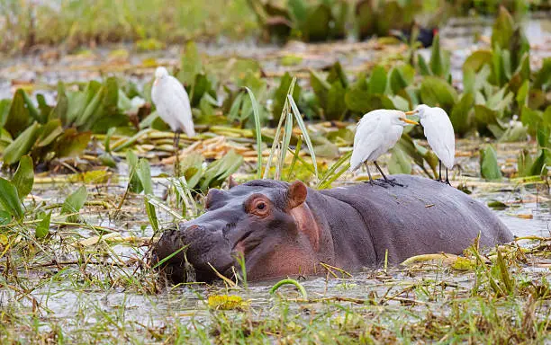 tarangire national park
